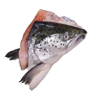 Norwegian Fresh  Salmon Head