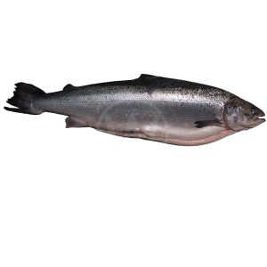 Norwegian Frozen Salmon Whole 4-5kg